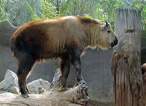 yak and bison|Yakalo .